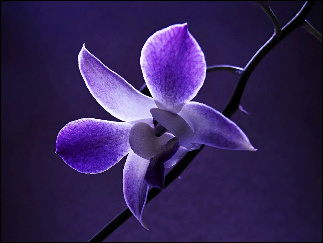 flower wallpaper-Dendrobium_blue