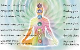 Chakra and Endocrine System