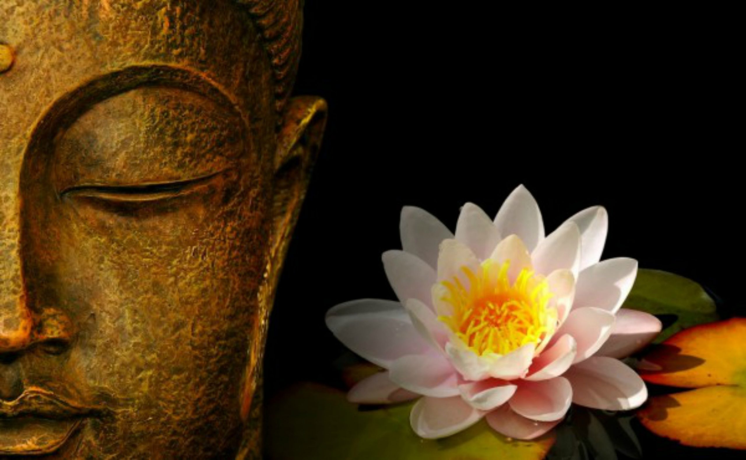 What Is The Lotus Flower In Buddhism