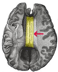 corpus Callosum