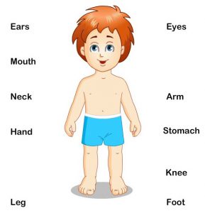 body-parts