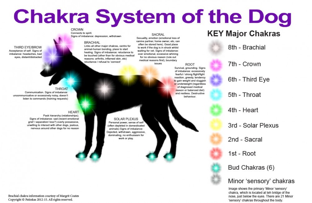 reiki healing for dogs