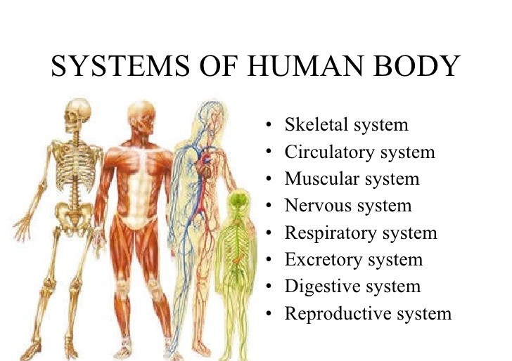 different-human-body-systems-reiki-amazes